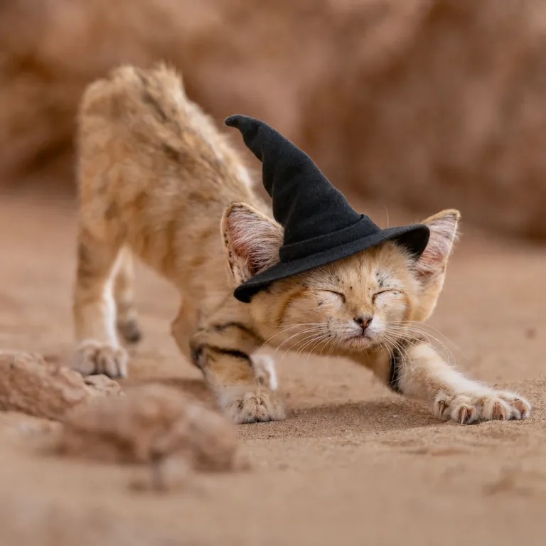 Sand Witch Kitten: the tiny sand kitten in a small black witch hat.